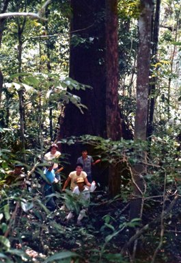 アマゾン源流域の森林内の大木.jpg