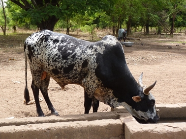 ウエンガ村で水を飲む牛。.jpg