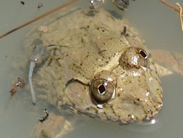 カエルの顔の拡大写真.jpg
