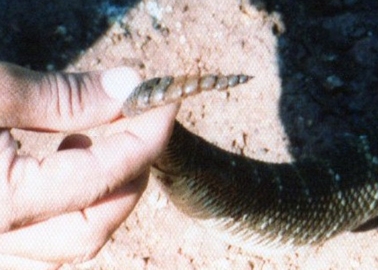 ガラガラヘビの尻尾.jpg