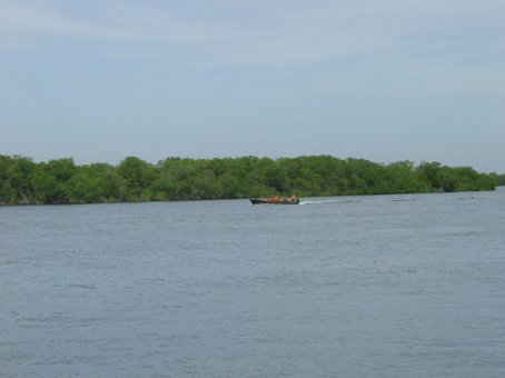 サルーム川とマングローブ林.jpg