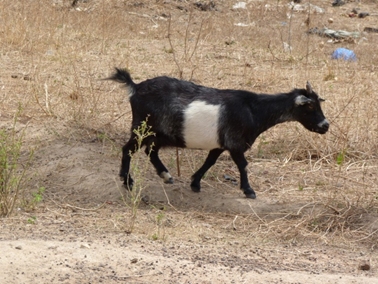 ニャナ村のヤギ。ヤギは短い尻尾が立つ.jpg