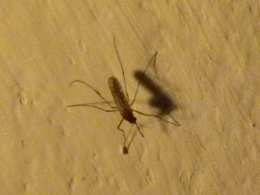 家の中の蚊.jpg