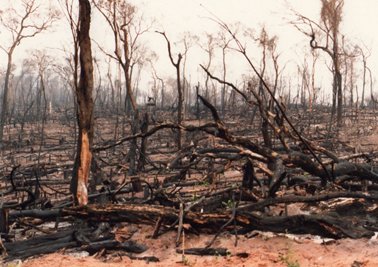 森林を燃やした後の光景。.jpg