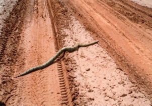 道路を横切るヘビ.jpg